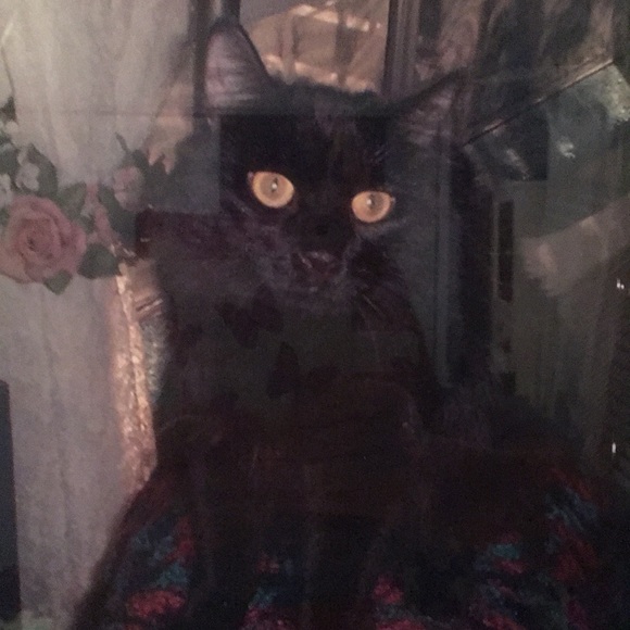 Smokey - Picture 1 of 1